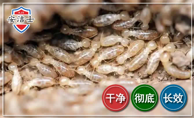 东方白蚁防治