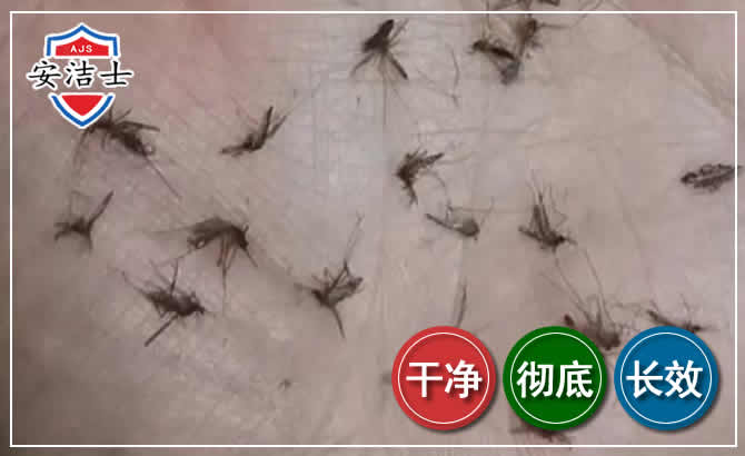 东方蚊子防治-灭蚊