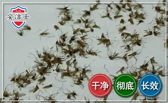 东方苍蝇防治-灭蝇