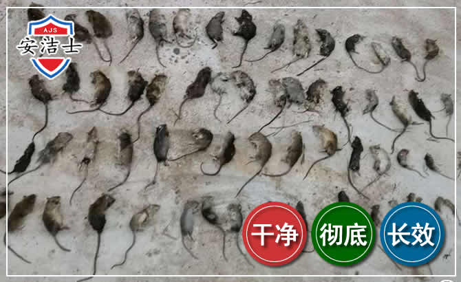 东方鼠害防治-灭鼠