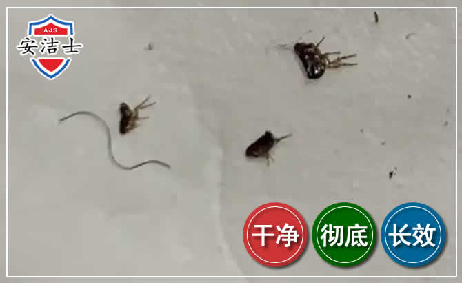 东方跳蚤防治-灭跳蚤