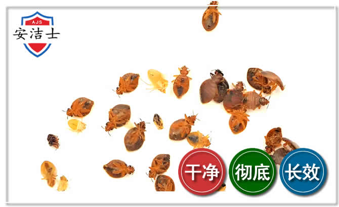 东方臭虫防治-消灭臭虫